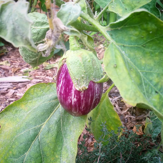 Purple thorn brinjal