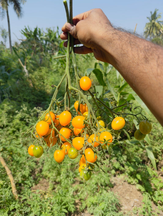 Yellow cluster tomato seeds