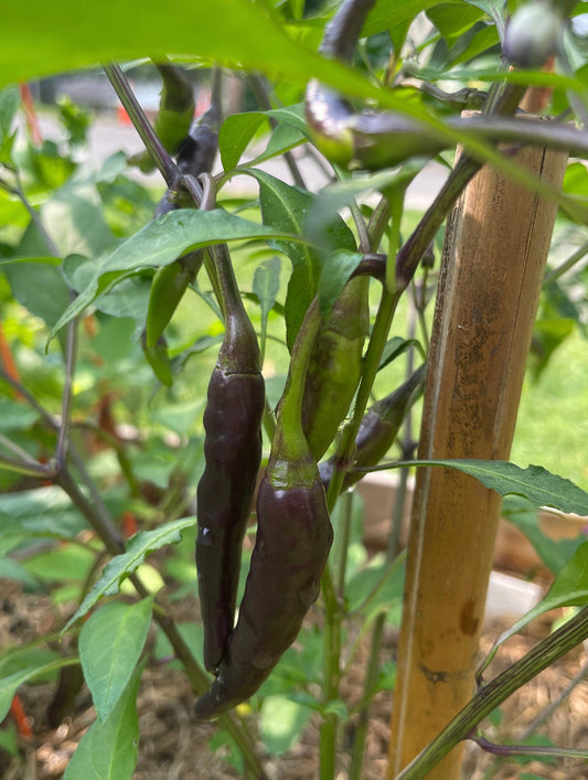 Black Cayenne Pepper