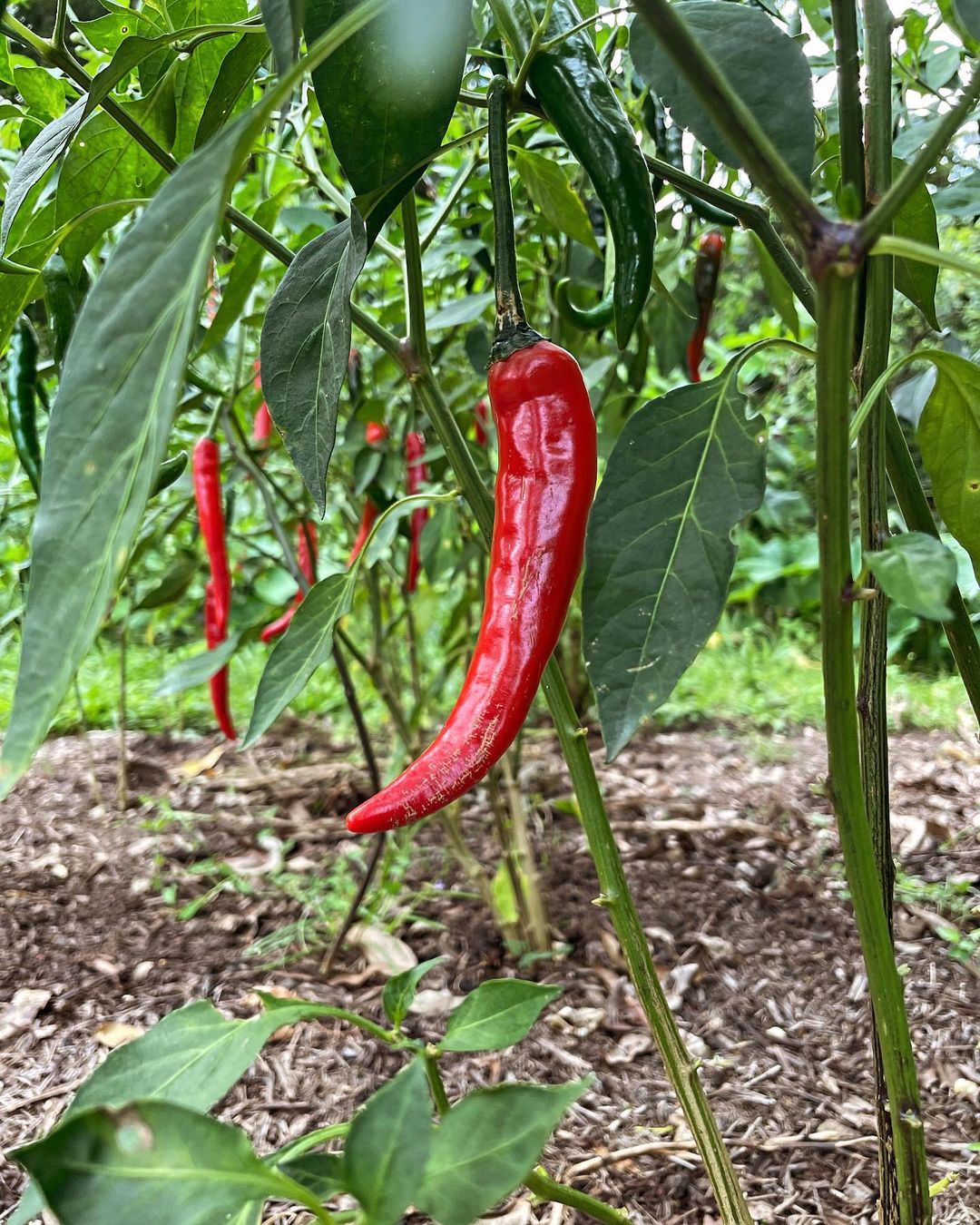 Red cayenne pepper