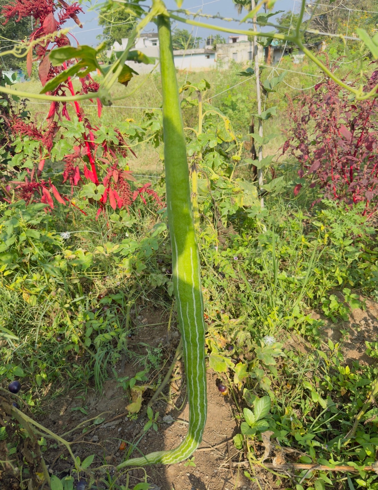 Snake gourd long