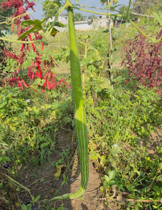 Snake gourd long
