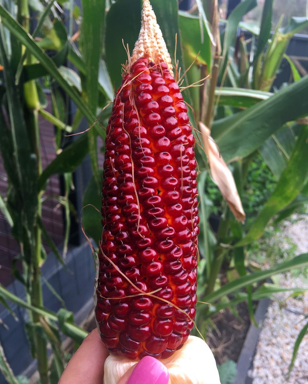 Red corn – Euphoricgreens