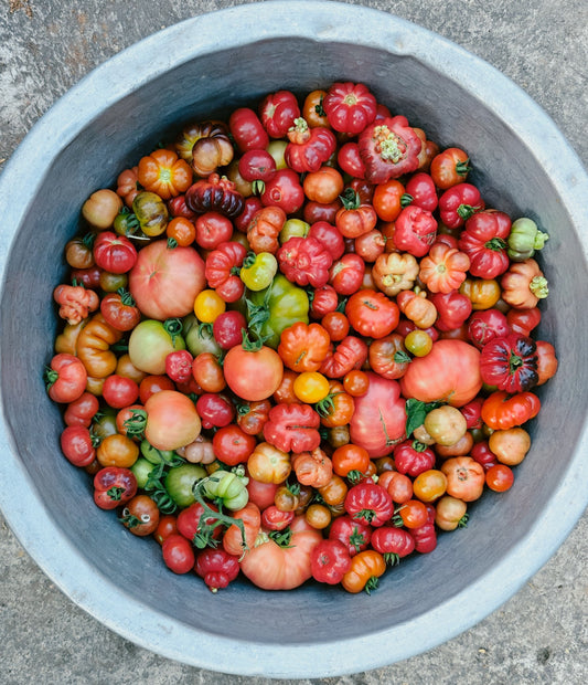 Heirloom Tomato Mix seeds