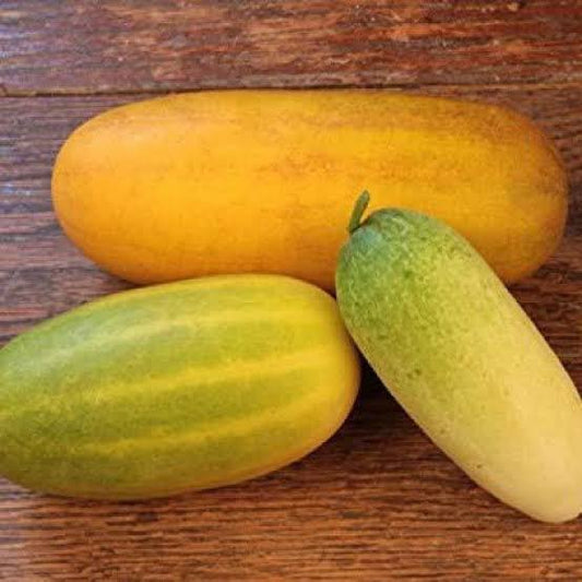 Sambar cucumber