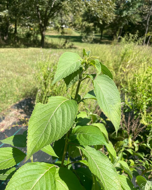 Nunum basil