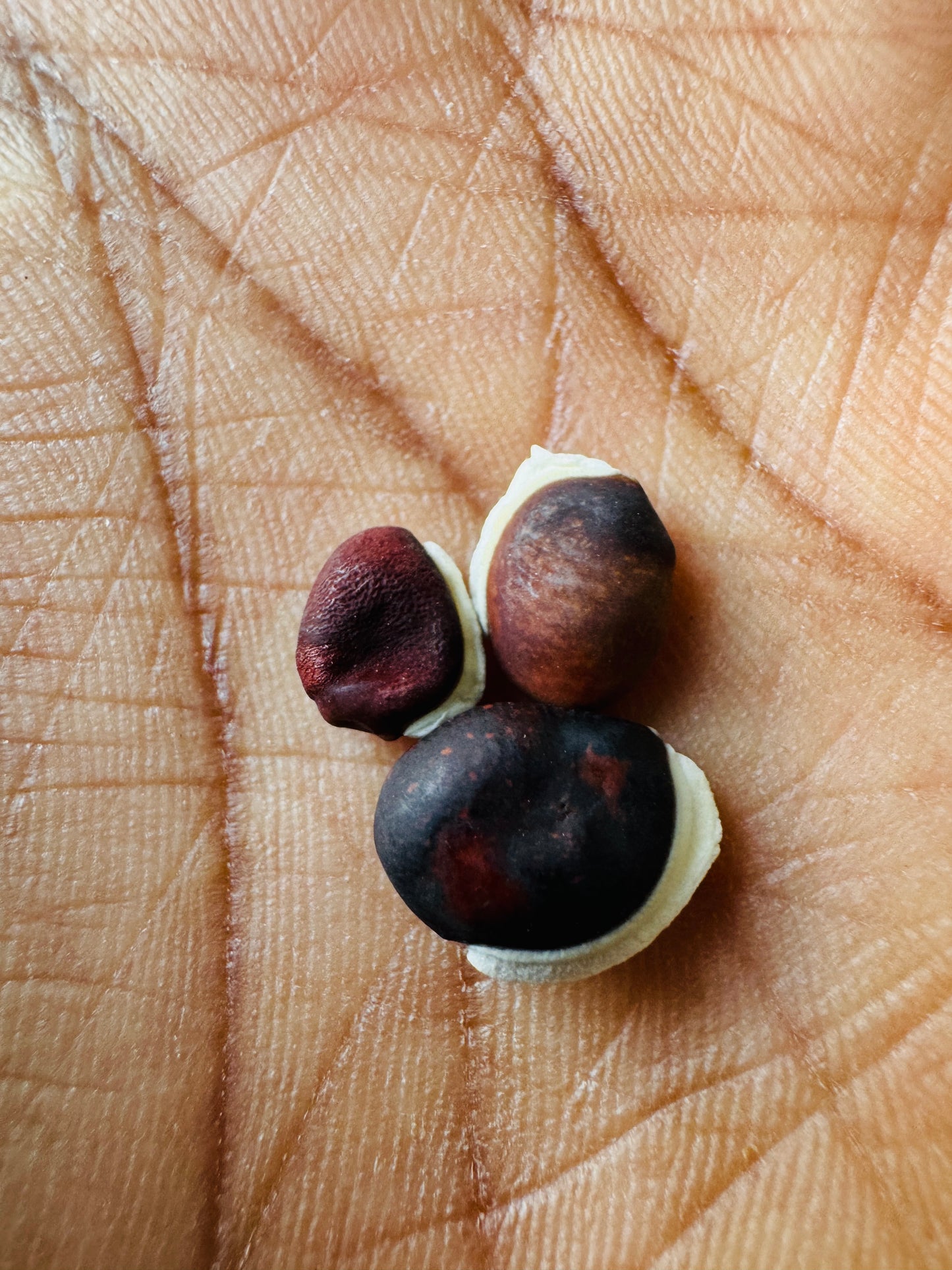 Purple hyacinth beans seeds