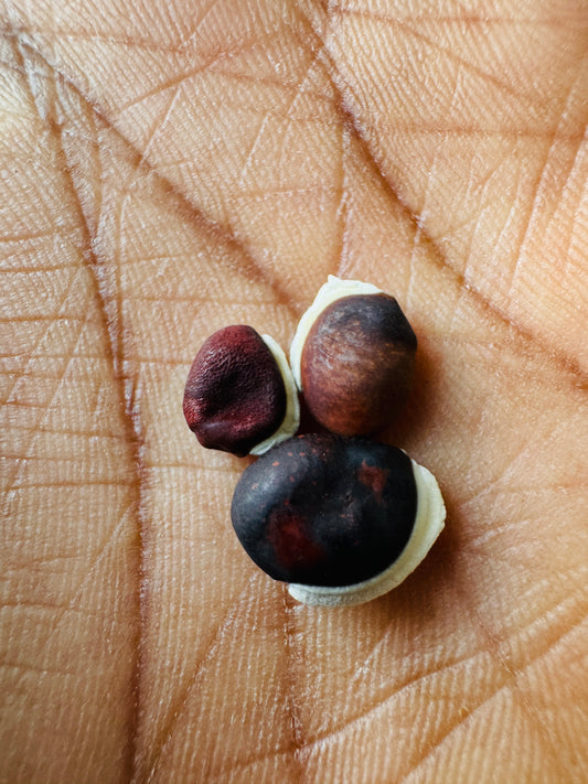 Purple hyacinth beans seeds