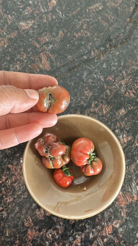 Heirloom Tomato Mix seeds