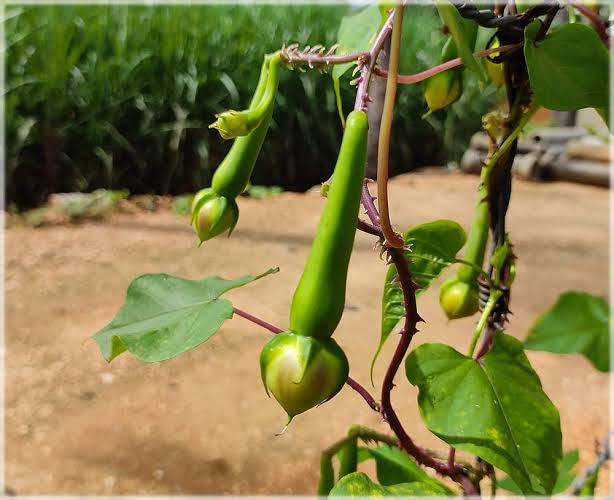 Green clove bean