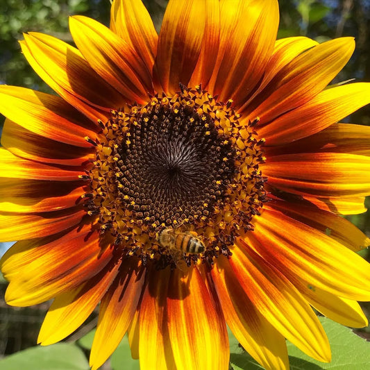 Hopi dye sunflower seeds