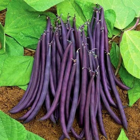 Purple bush bean