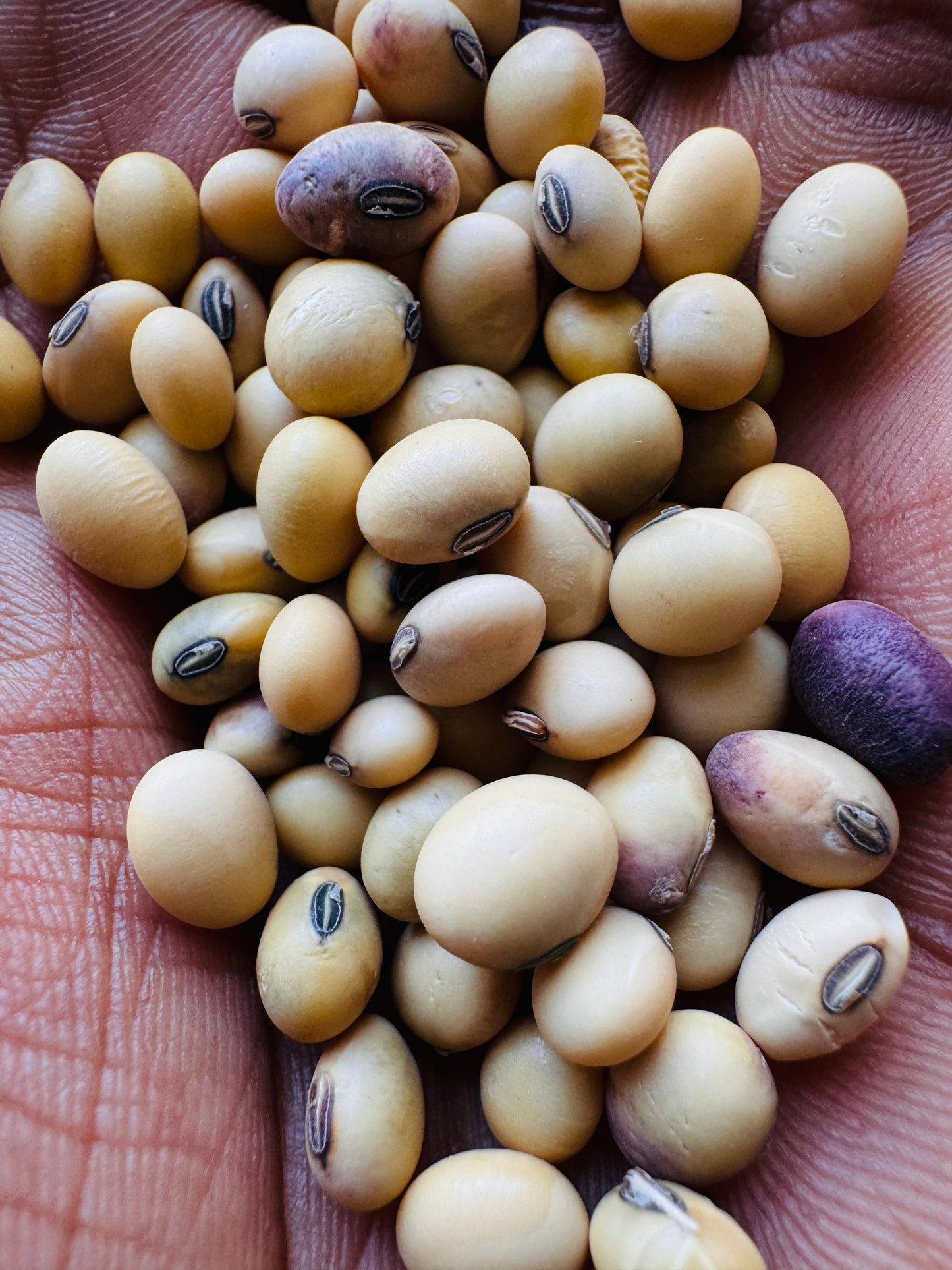 Edamame seeds