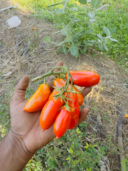 San Marzano Tomato Heirloom Organic Seeds (3 - 3.5 inch long)