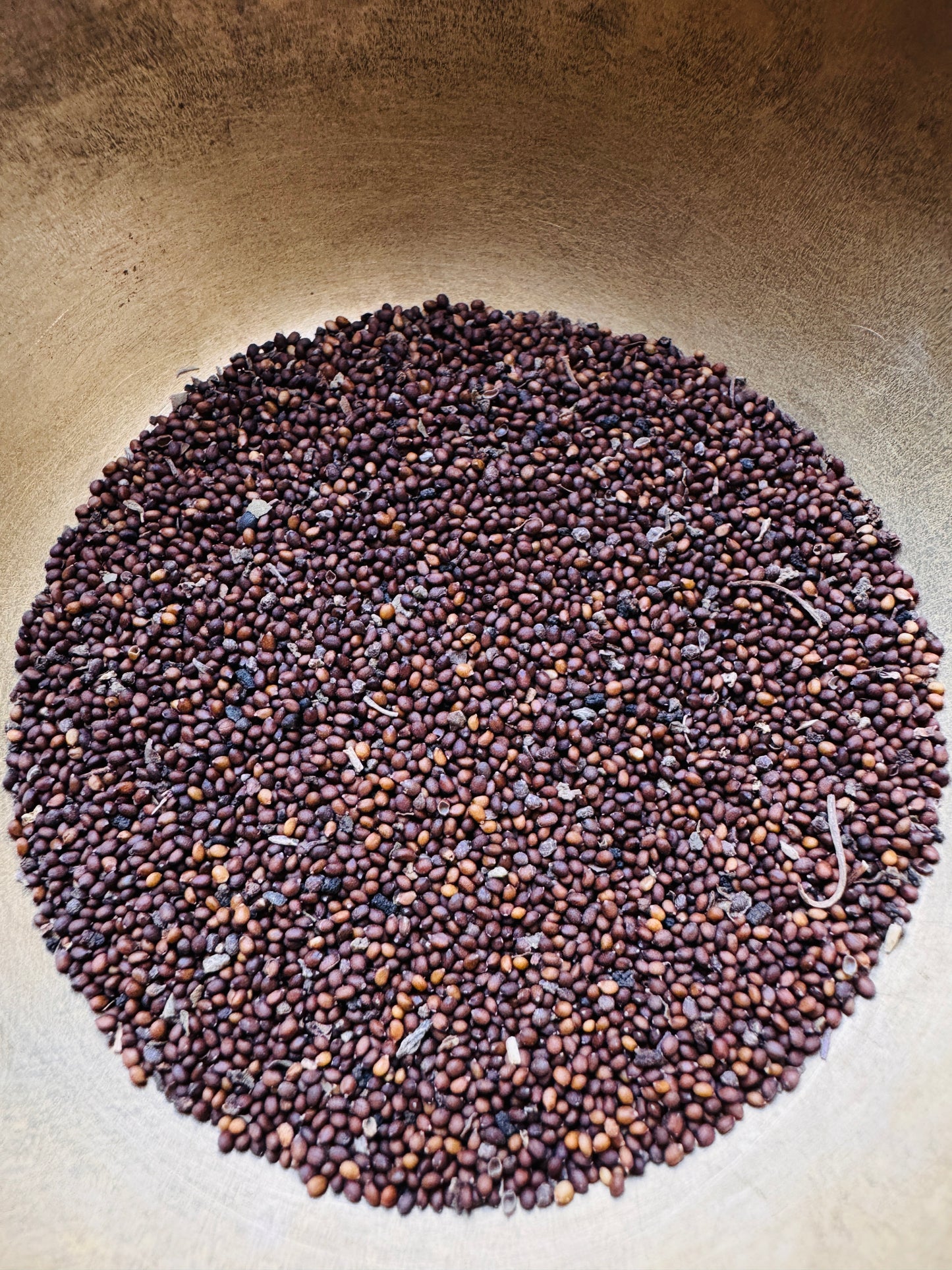 Tulsi