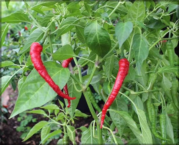 Byagdi chilli