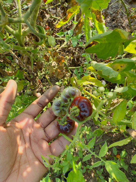 Black ruffeled tomato seeds