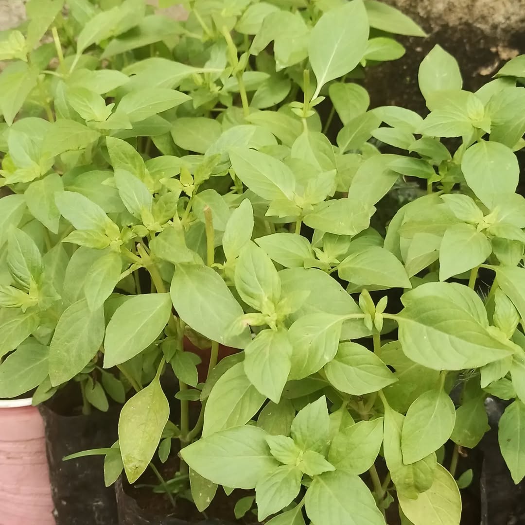 Lime basil – Euphoricgreens