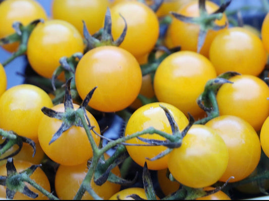 Lemon drop tomato seeds
