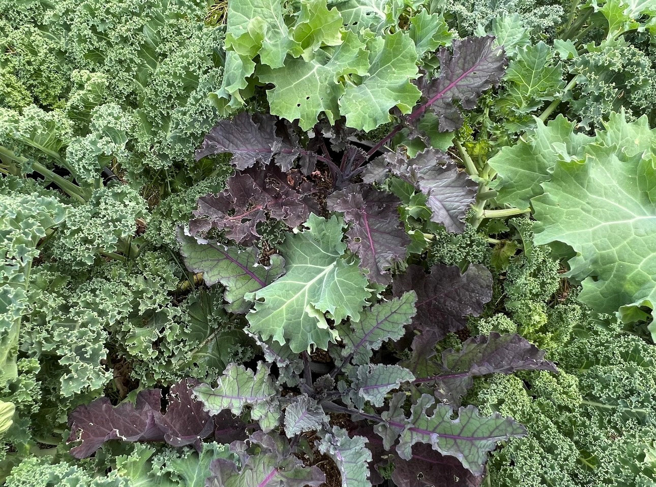 Kale mix seeds