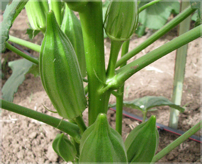 Short green okra