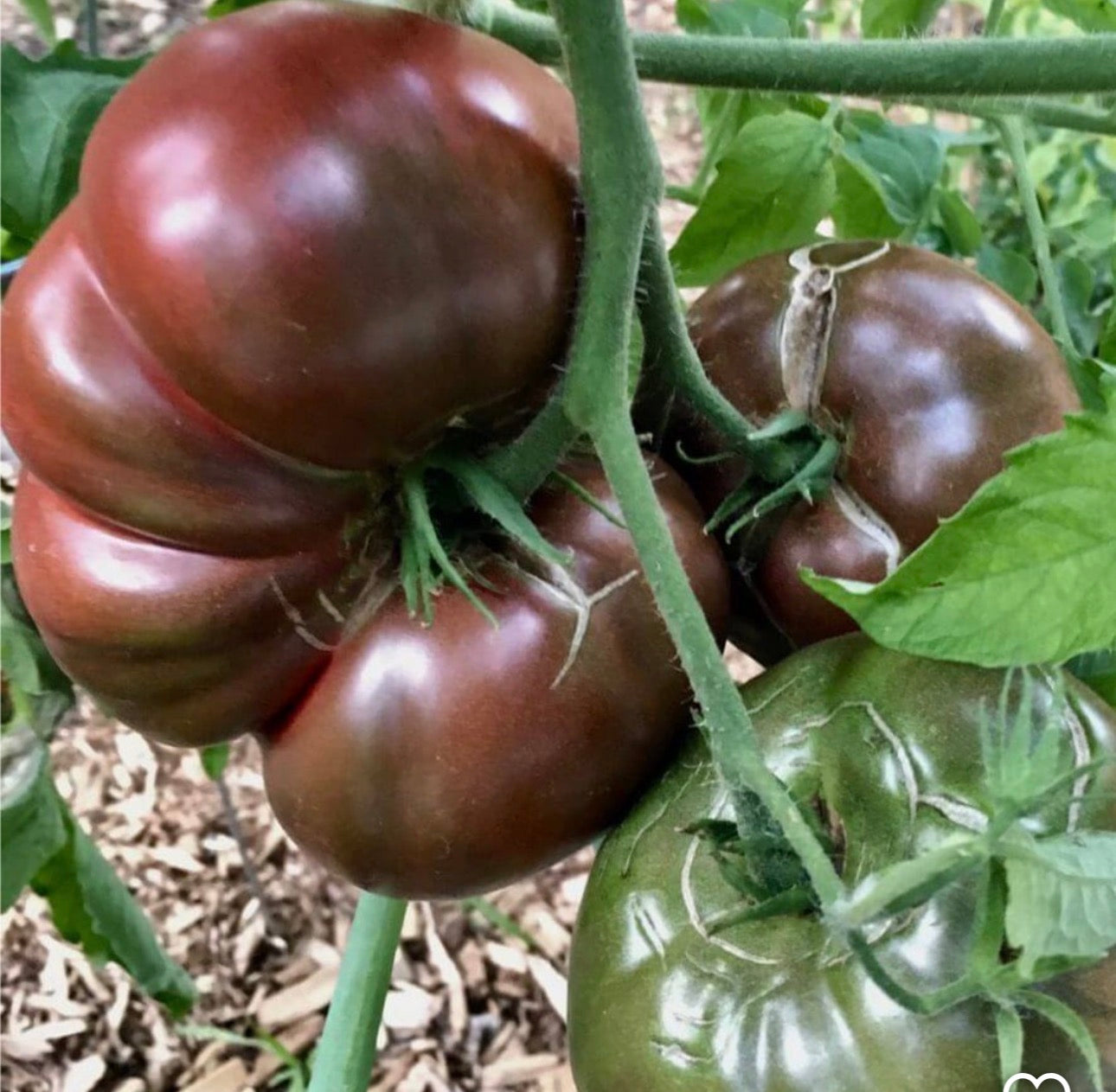 Cherokee purple tomato seeds