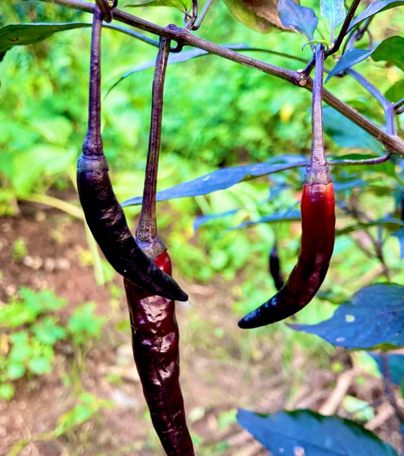 Black long chilli
