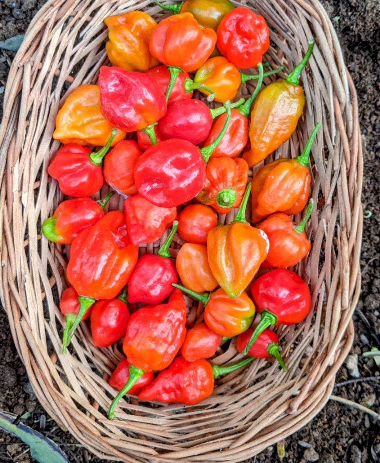 Ghee chilli