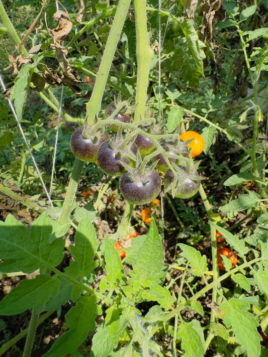 Heirloom cherry tomato mix seeds