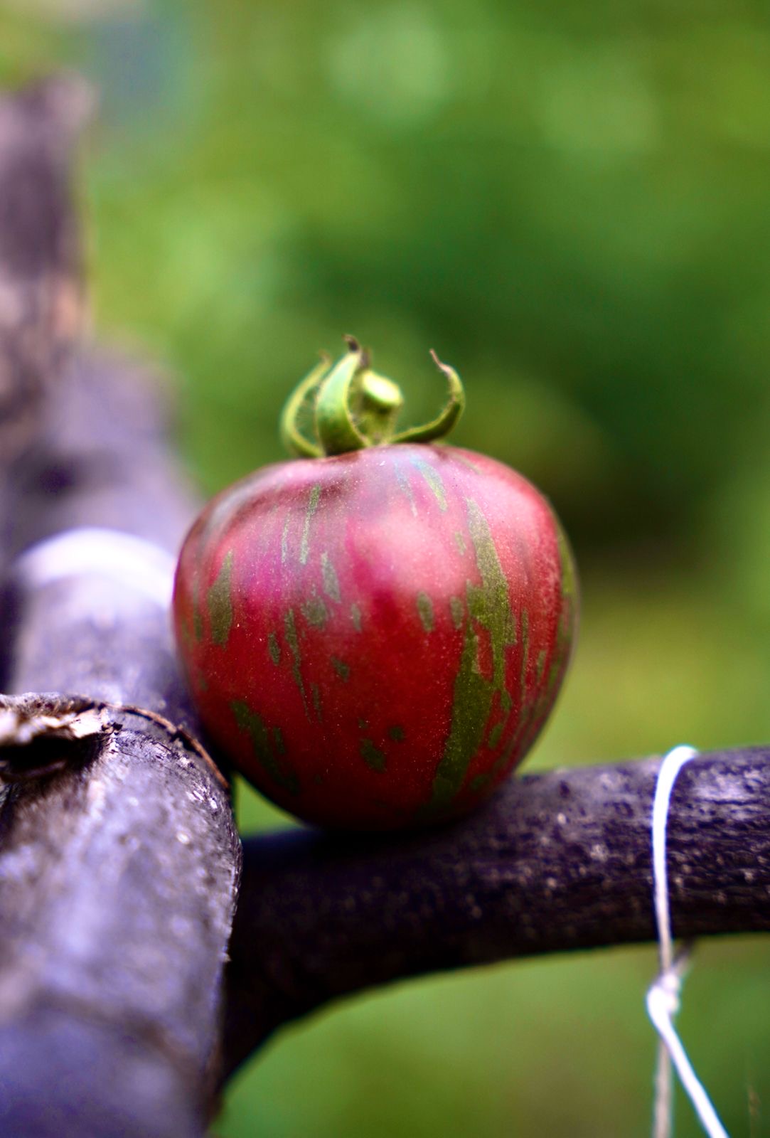 Pink Vernissage tomato seeds