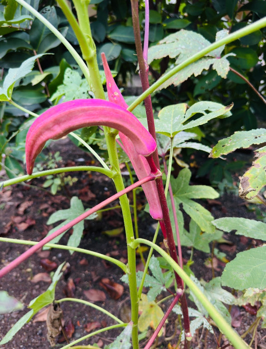 Red okra