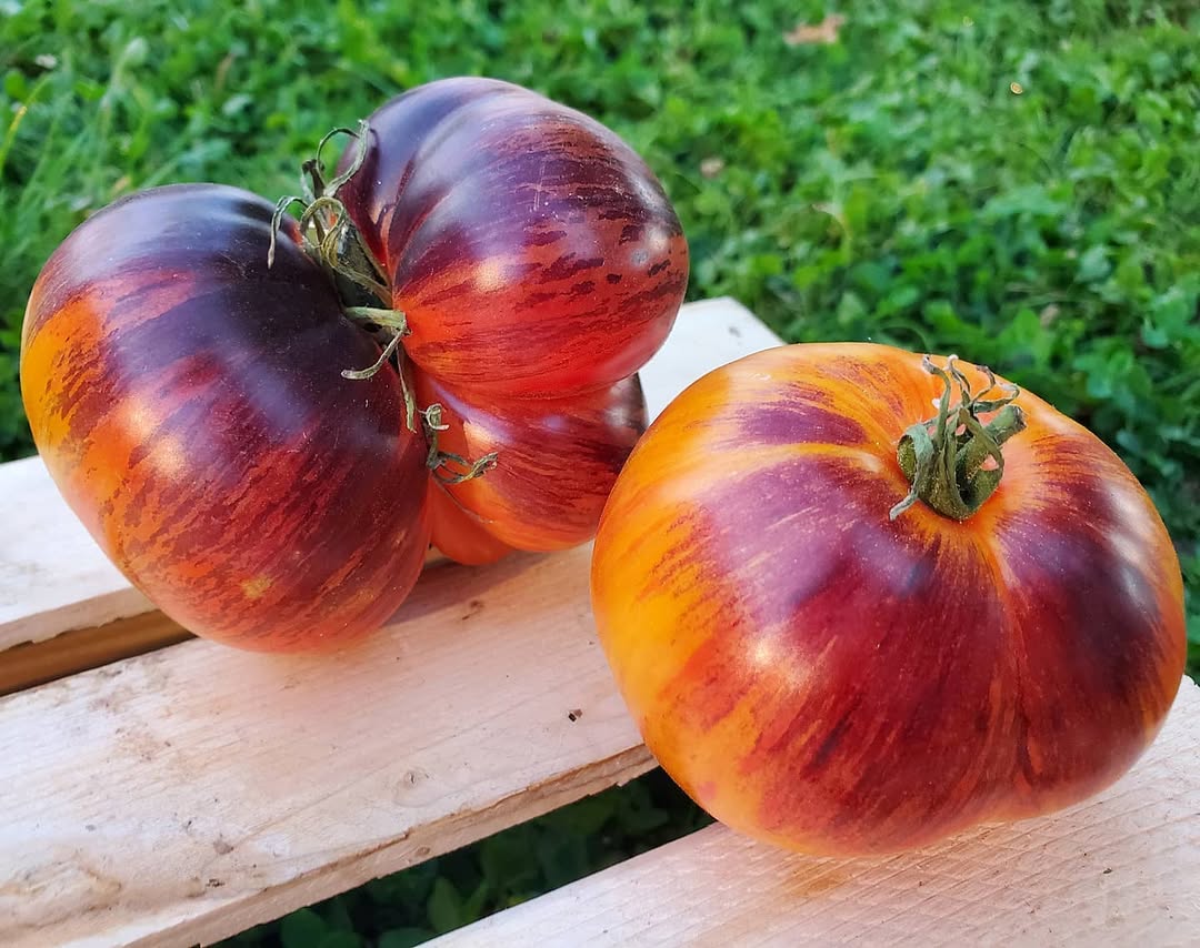 Alice dream tomato seeds