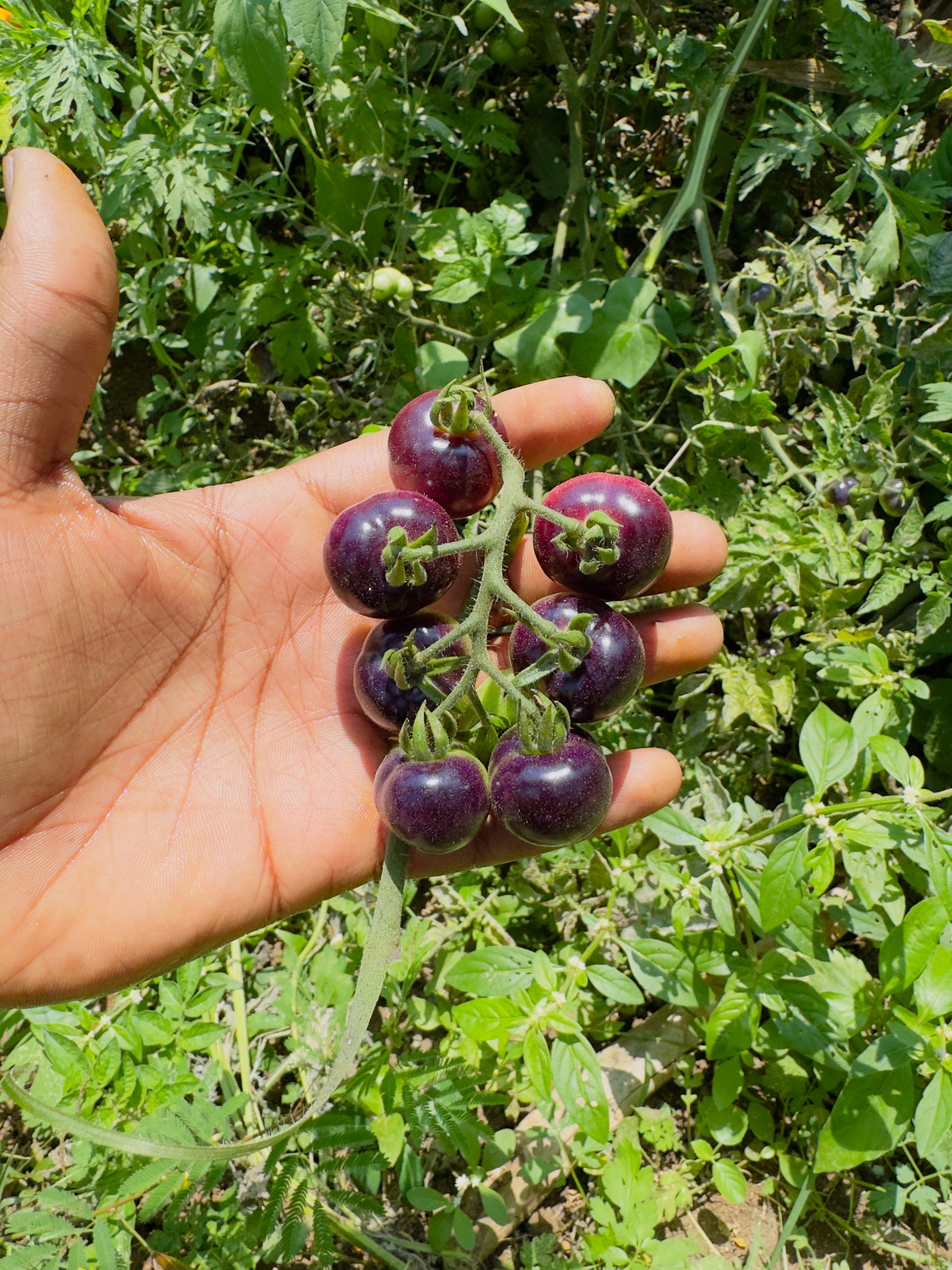 Blueberry tomato seeds