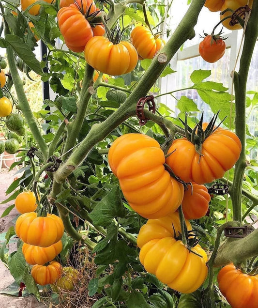 Yellow ruffled tomato