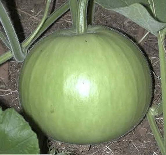 Round bottle gourd