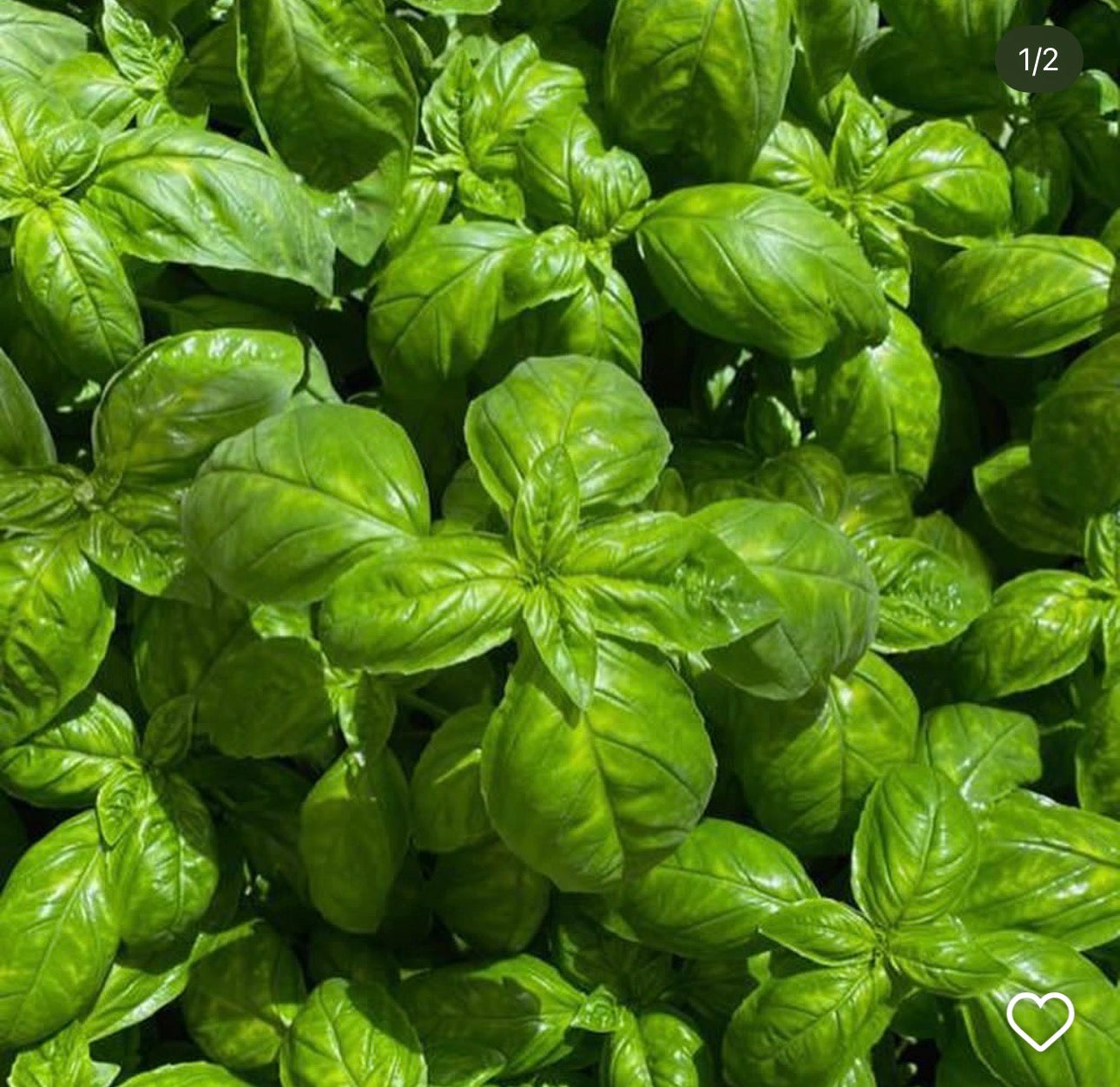 Italian basil