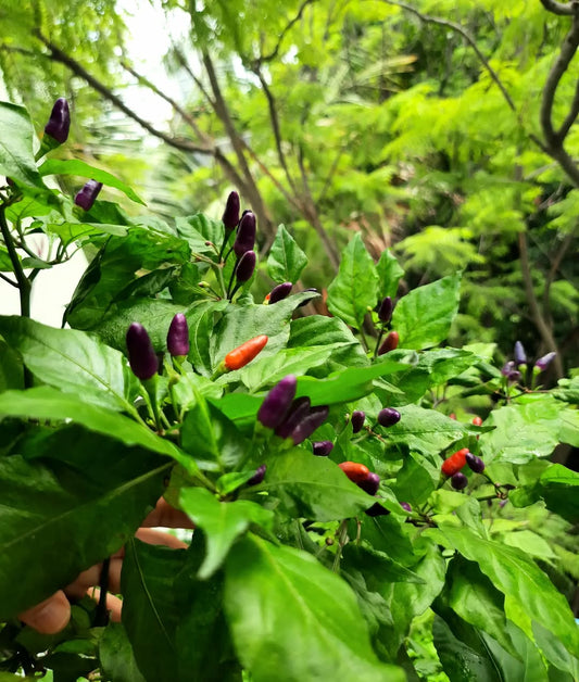 Cabai burung ungu pepper