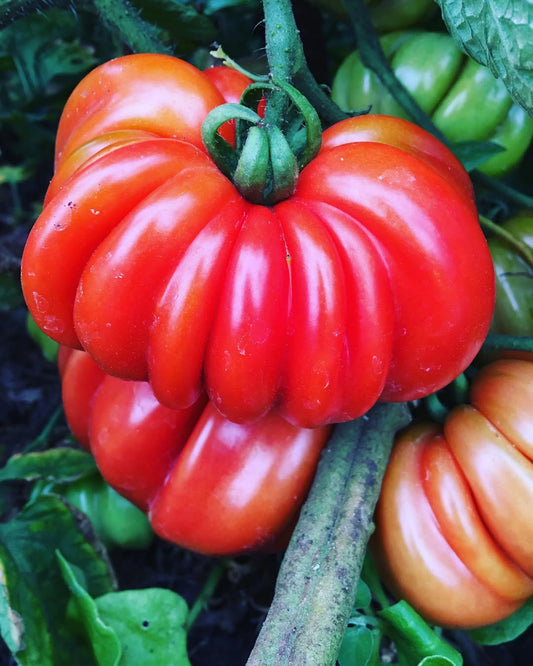 Zapotec tomato seeds