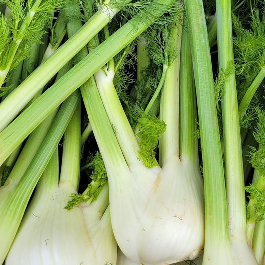 Fennel seeds