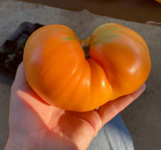 Persimmon tomato