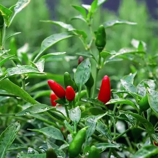 Green red birds eye chilli