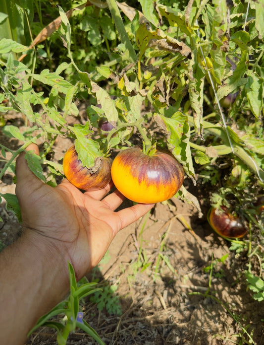 Sart Roloise Tomato