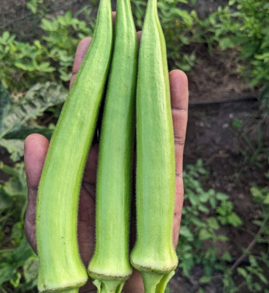 Shri okra seeds
