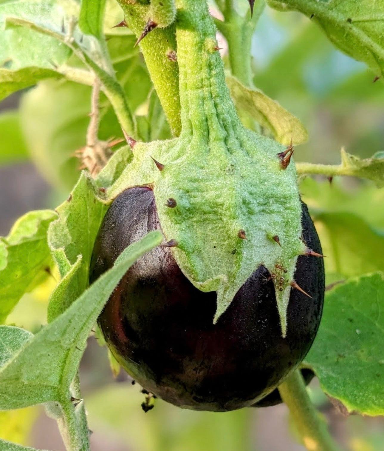 Black thorn brinjal