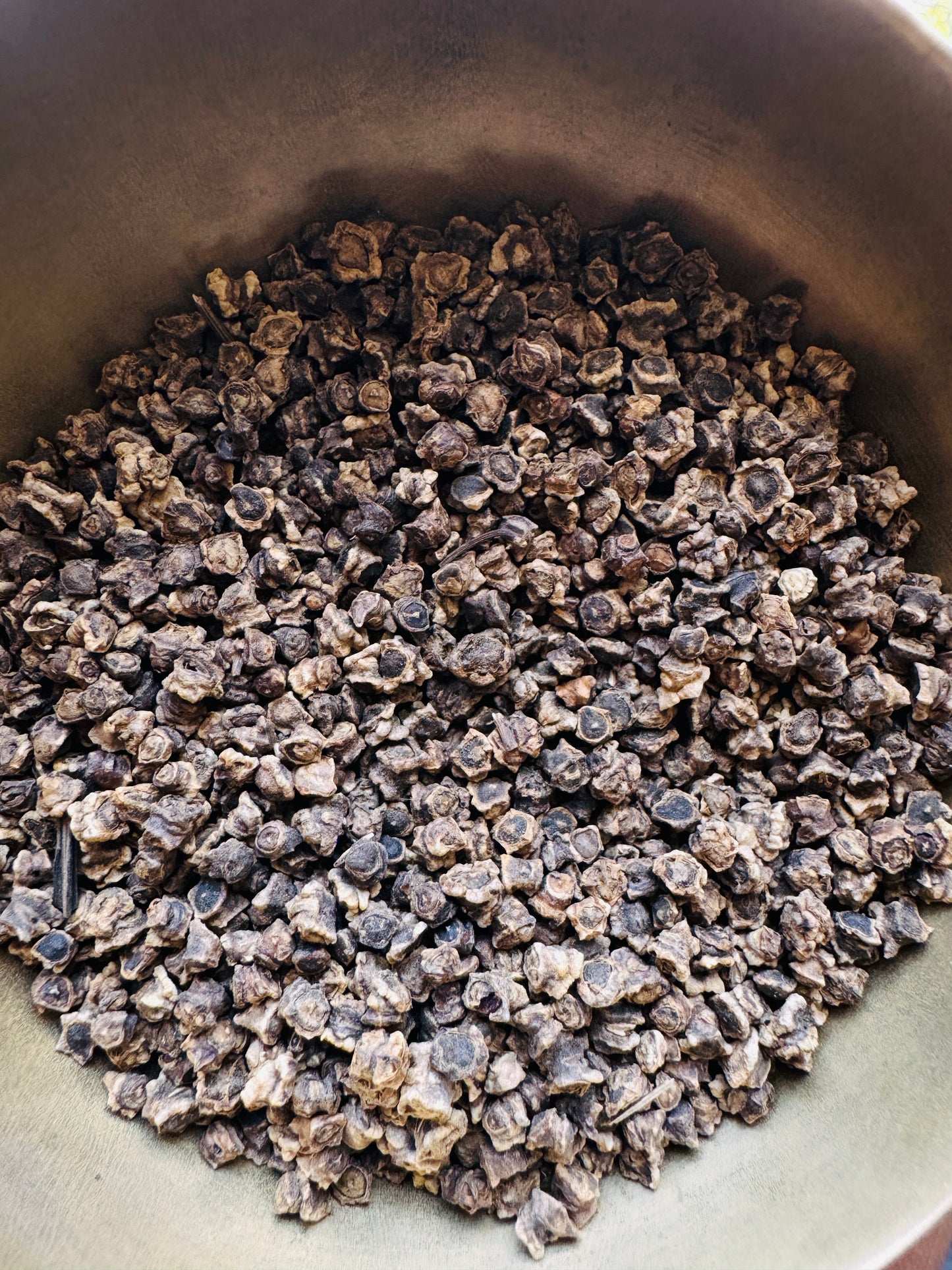 Beetroot dark red seeds