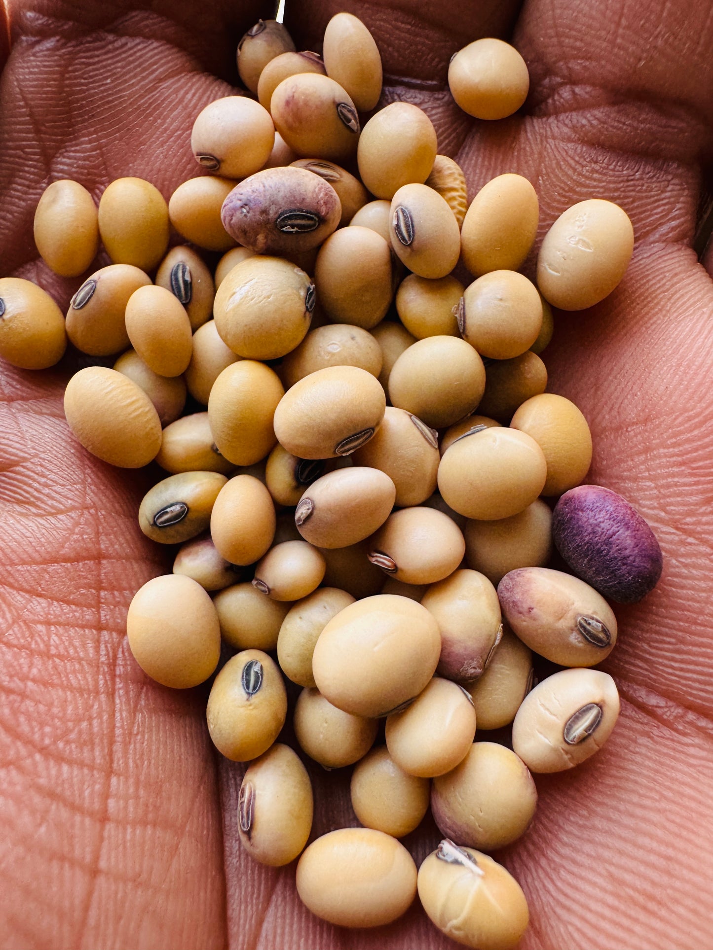 Edamame seeds