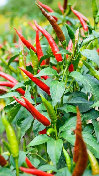 Pusa sadabahar chilli seeds