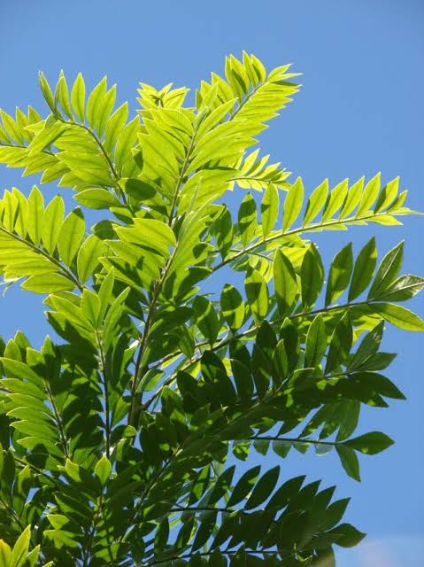 Nitrogen fixer fodder gliricidia