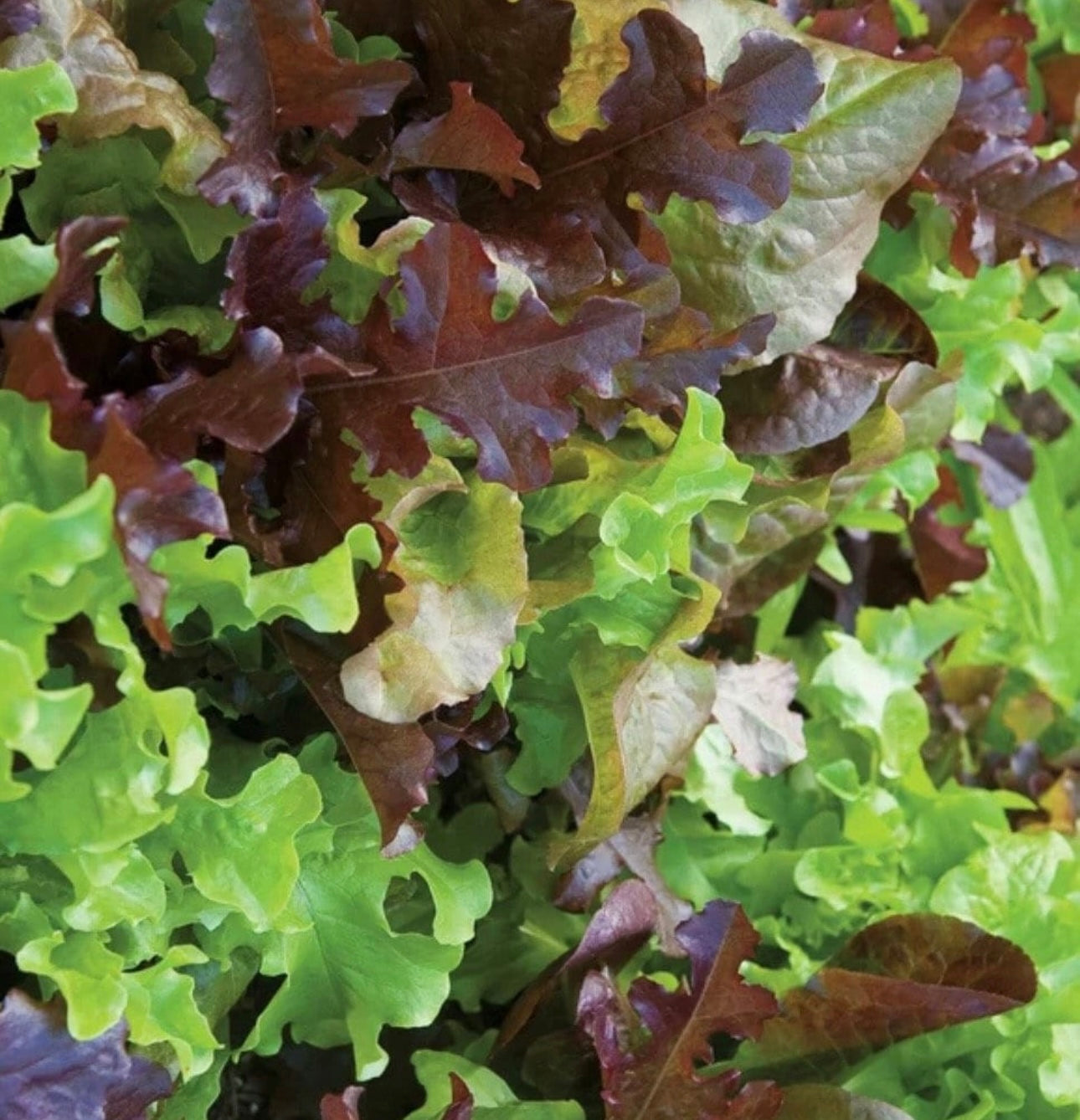 Gourmet lettuce mix seeds