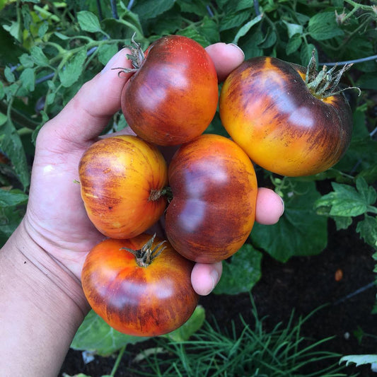 Lucid gem tomato